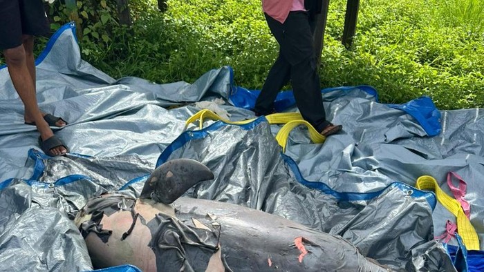 Pesut Mahakam bernama Upin ditemukan mati di Perairan Kutai Kartanegara (Kukar), Kalimantan Timur (Kaltim). Saat ini, kematian satwa endemik air tawar itu masih diselidiki.