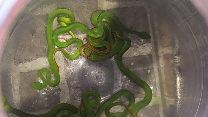 Potret 8 ular viper pohon yang ditemukan di perumahan Mranggen, Demak, Minggu (9/11/2025) malam.