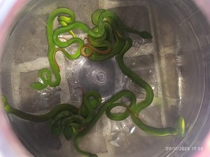 Ngeri! 8 Ular Viper Ditemukan di Semak-semak Perumahan Warga Demak
