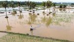 Sawah Terendam Banjir, Petani di Deli Serdang Terancam Gagal Panen