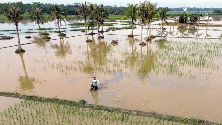 Sawah Terendam Banjir, Petani di Deli Serdang Terancam Gagal Panen
