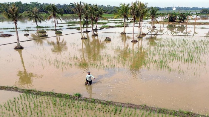 Foto udara sawah terendam banjir di Kecamatan Pantai Labu, Kabupaten Deli Serdang, Sumatera Utara, Minggu (9/11/2025). Curah hujan yang tinggi di Deli Serdang menyebabkan puluhan hektare sawah terendam banjir dan gagal panen.ANTARA FOTO/Yudi Manar/tom.