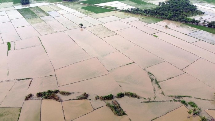 Foto udara sawah terendam banjir di Kecamatan Pantai Labu, Kabupaten Deli Serdang, Sumatera Utara, Minggu (9/11/2025). Curah hujan yang tinggi di Deli Serdang menyebabkan puluhan hektare sawah terendam banjir dan gagal panen.ANTARA FOTO/Yudi Manar/tom.