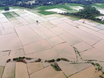 Kondisi Stok Beras di Aceh, Sumut, Sumbar usai 70 Ribu Ha Sawah Kena Banjir