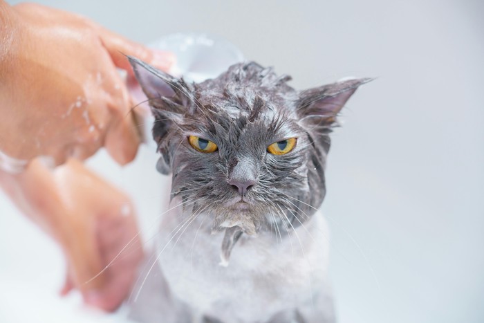Cara Memandikan Kucing agar Tidak Berontak dan Tetap Tenang, Ini 7 Triknya