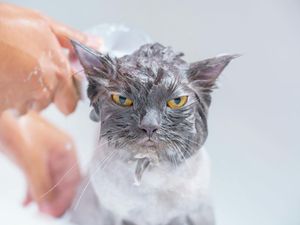Kenapa Kebanyakan Kucing Tak Suka Air?