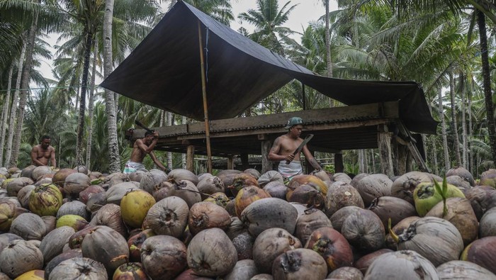 Sejumlah petani mengupas buah kelapa di Desa Tawa Pulau Bacan, Kabupaten Halmahera Selatan, Maluku Utara, Senin (10/11/2025). Menteri Pertanian Andi Amran Sulaiman menegaskan hilirisasi kelapa menjadi strategi utama untuk meningkatkan nilai ekspor nasional hingga Rp2.400 triliun sekaligus memperkuat kesejahteraan petani di berbagai daerah dan efek hilirisasi sudah mulai dirasakan salah satunya di Maluku Utara di mana harga kelapa naik dari Rp600 menjadi Rp3.500 per butir atau sekitar 500 persen. ANTARA FOTO/Andri Saputra/bar