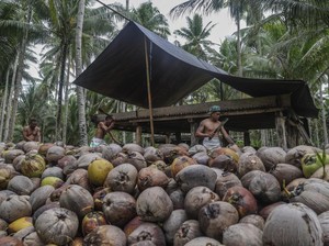 Kelapa RI Diincar China-Vietnam, Ekspor Melesat 143,90%