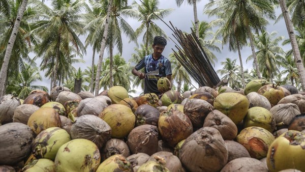 Hilirisasi Kelapa Dongkrak Ekonomi Warga Pulau Bacan