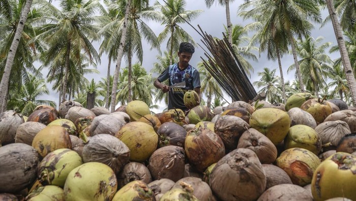 Sejumlah petani mengupas buah kelapa di Desa Tawa Pulau Bacan, Kabupaten Halmahera Selatan, Maluku Utara, Senin (10/11/2025). Menteri Pertanian Andi Amran Sulaiman menegaskan hilirisasi kelapa menjadi strategi utama untuk meningkatkan nilai ekspor nasional hingga Rp2.400 triliun sekaligus memperkuat kesejahteraan petani di berbagai daerah dan efek hilirisasi sudah mulai dirasakan salah satunya di Maluku Utara di mana harga kelapa naik dari Rp600 menjadi Rp3.500 per butir atau sekitar 500 persen. ANTARA FOTO/Andri Saputra/bar