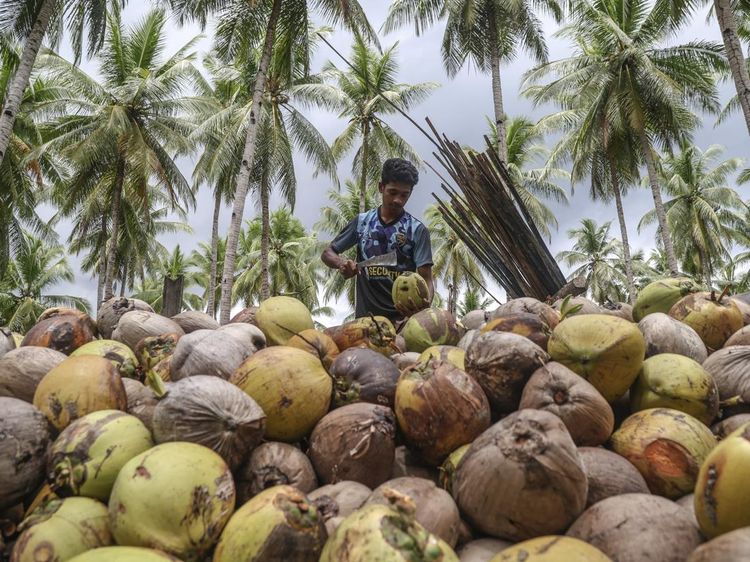 Hilirisasi Kelapa Dongkrak Ekonomi Warga Pulau Bacan