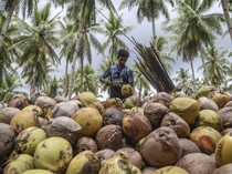Hilirisasi Kelapa Dongkrak Ekonomi Warga Pulau Bacan