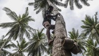 Seorang petani memanjat pohon kelapa di Desa Tawa Pulau Bacan, Kabupaten Halmahera Selatan, Maluku Utara, Senin (10/11/2025). Foto: ANTARA FOTO/Andri Saputra