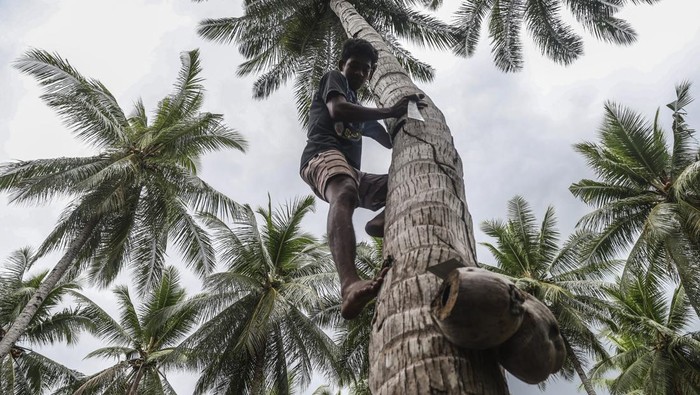 Sejumlah petani mengupas buah kelapa di Desa Tawa Pulau Bacan, Kabupaten Halmahera Selatan, Maluku Utara, Senin (10/11/2025). Menteri Pertanian Andi Amran Sulaiman menegaskan hilirisasi kelapa menjadi strategi utama untuk meningkatkan nilai ekspor nasional hingga Rp2.400 triliun sekaligus memperkuat kesejahteraan petani di berbagai daerah dan efek hilirisasi sudah mulai dirasakan salah satunya di Maluku Utara di mana harga kelapa naik dari Rp600 menjadi Rp3.500 per butir atau sekitar 500 persen. ANTARA FOTO/Andri Saputra/bar