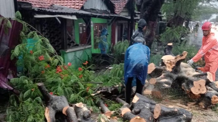 Petugas mengevakuasi pohon tumbang di Surabaya setelah diguyur hujan