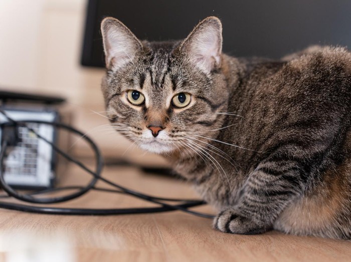 Pria Tendang Kucing hingga Mati di Blora Pensiunan ASN, Kini Terancam Pidana