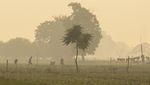 Kabut Asap Tebal Selimuti New Delhi, Indeks Udara Tembus Level Bahaya