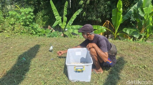 Burung jalak Bali hidup bebas di Kampoeng Jalak Bali, Banjar Tingkih Kerep, Desa Tengkudak, Kecamatan Penebel. /Krisna Pradipta