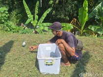 Kampoeng Jalak Bali Waspadai King Cobra yang Merajalela
