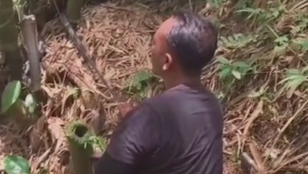 Pawang ular saat mengevakuasi king cobra di Tabanan, Jumat (7/11/2025).