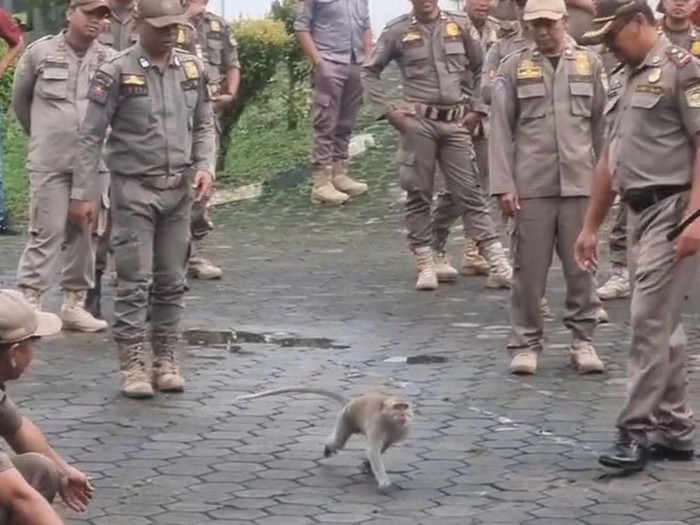 Monyet liar bernama Gisel yang dipelihara di Kantor Satpol PP Banyumas lepas saat akan Upacara Hari Pahlawan, Senin (10/11/2025).