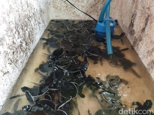 Ajam, Penjaga Kecil Harapan Penyu di Pantai Legokjawa