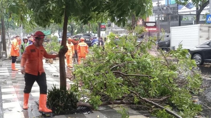 Petugas mengevakuasi pohon tumbang di Jalan Sulawesi Surabaya
