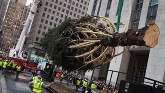 Pohon Natal Raksasa Hiasi Rockefeller Center Sambut Musim Liburan