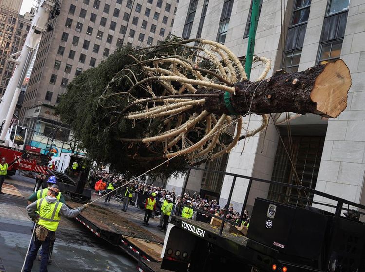 Pohon Natal Raksasa Hiasi Rockefeller Center Sambut Musim Liburan
