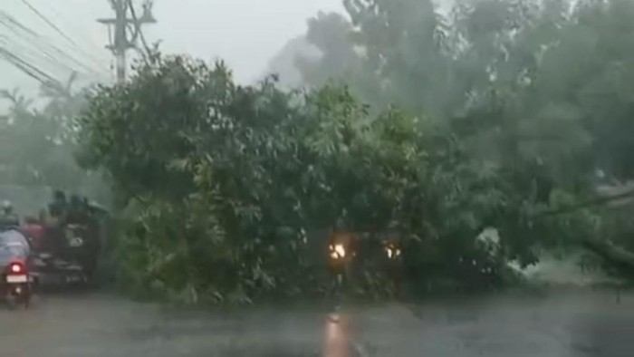 Pohon mangga di Jalan Raya Mendalan, Winongan, Kabupaten Pasuruan tubmbangtimpa pikap