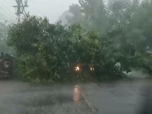 Pohon Mangga Tumbang Timpa Pikap di Jalan Raya Winongan Pasuruan