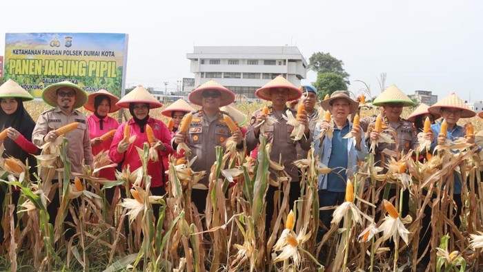 Polres Dumai menggelar panen jagung raya menyukseskan program ketahanan pangan nasional.