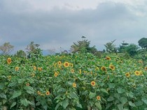 Poetoek Soeko Trawas, Taman Estetik dengan Panorama Gunung
