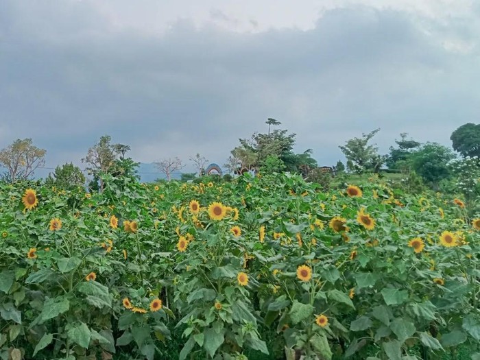 Rainbow Garden Poetoek Soeko