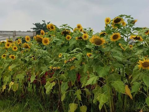 Rainbow Garden Poetoek Soeko