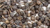 Sekilas, kemukus memiliki tampilan fisik yang mirip lada hitam. Tetapi rempah asal Indonesia ini punya sensasi pedas dan aroma yang lebih khas. Foto: Getty Images/michael nero jonnes
