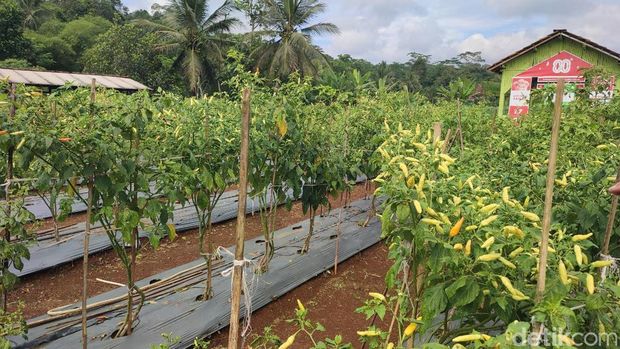 Tatang Hidayat menunjukan pupuk organik cair dari limbah tahu yang dibuatnya di demplot kebun cabai yang menggunakan pupuk tersebut di belakang Puskemas Cipaku, Ciamis.