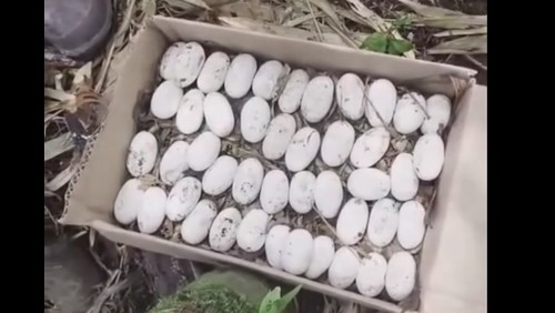 Puluhan telur king cobra yang dievakuasi dari sarangnya di Tabanan, Jumat (7/11/2025).