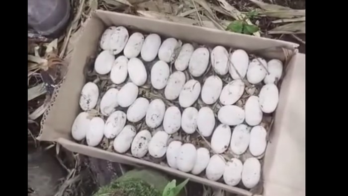 Puluhan telur king cobra yang dievakuasi dari sarangnya di Tabanan, Jumat (7/11/2025).