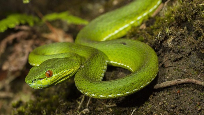 Ular Viper Vs Kobra Jawa, Mana yang Paling Berbahaya?