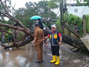 Pohon Tumbang Lumpuhkan Jalan Panca Usaha Palembang Selama 5 Jam