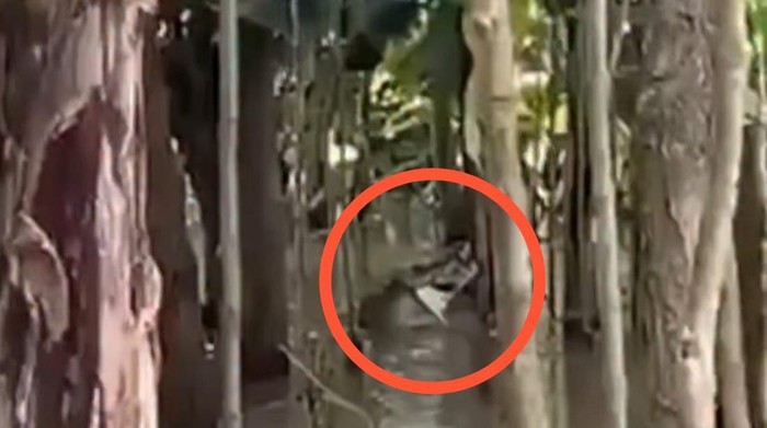 Geger Buaya Muncul di Permukiman Manggala Makassar