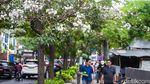 Cantiknya Bunga Tabebuya Bermekaran di Cikini