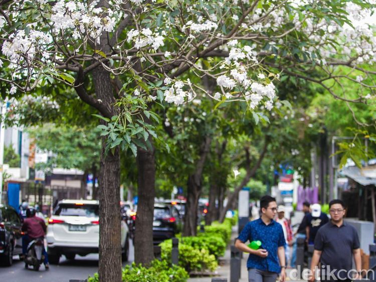 Cantiknya Bunga Tabebuya Bermekaran di Cikini