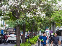 Cantiknya Bunga Tabebuya Bermekaran di Cikini
