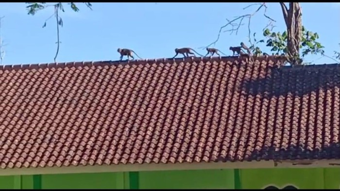 Gerombolan monyet serbu permukiman warga di Tasikmalaya.