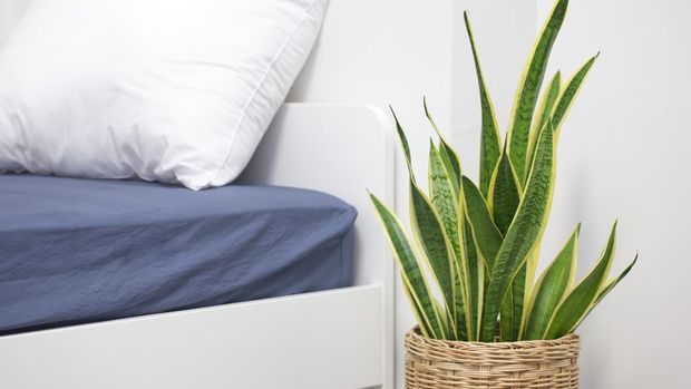 Ilustrasi tanaman hias lidah mertua di kamar tidur Sansevieria trifasciata or Snake plant decoration in bedroom for fresh air.