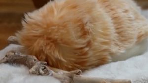 Video: Ini Moflin, Robot AI Berbulu yang Bisa Dipelihara