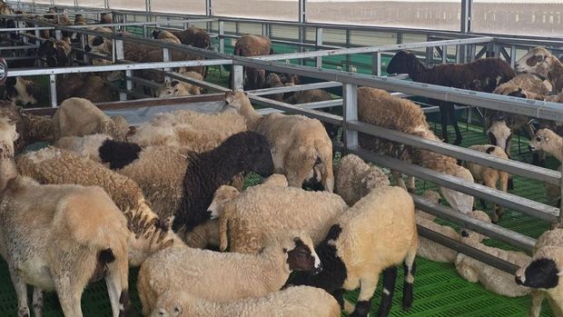 Keseruan Irfan Hakim, Raffi Ahmad dan Menteri Imipas Agus Andrianto di peternakan domba Garut Lapas Kelas IIA Kembang Kuning Nusakambangan, Cilacap, Jawa Tengah, Rabu (5/11/2025).