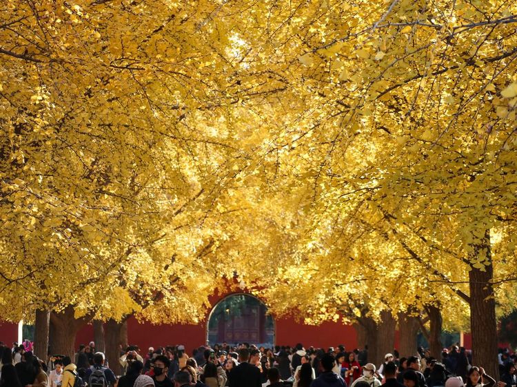 Momen Terbaik Nikmati Musim Gugur di Beijing